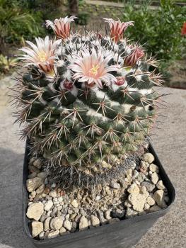 Mammillaria spec.